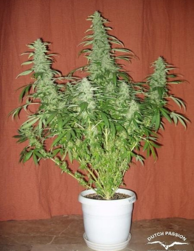 White Widow Feminized (Dutch Passion)-Dutch Passion-GnomesGarden