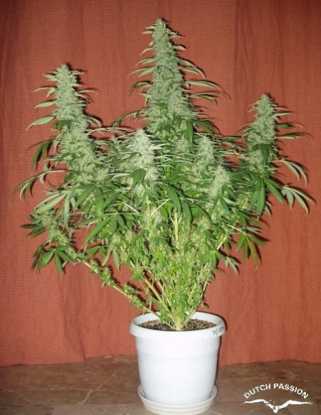 White Widow Feminized (Dutch Passion)-Dutch Passion-GnomesGarden