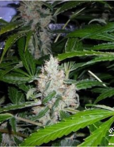 White Widow Feminizovaná (Dutch Passion)-Dutch Passion-GnomesGarden