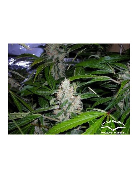 White Widow Feminisierte (Dutch Passion)-Dutch Passion-GnomesGarden