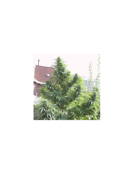 Easy Sativa Feminized (Female Seeds)-Female Seeds-GnomesGarden
