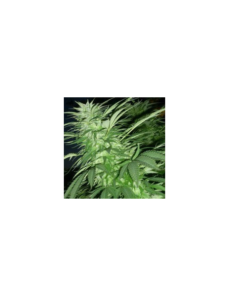 Purple Maroc Feminized (Female Seeds)-Female Seeds-GnomesGarden