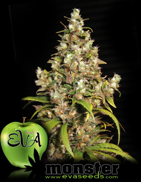 Monster Feminized (Eva Seeds)-Gnomes Garden Shop-GnomesGarden