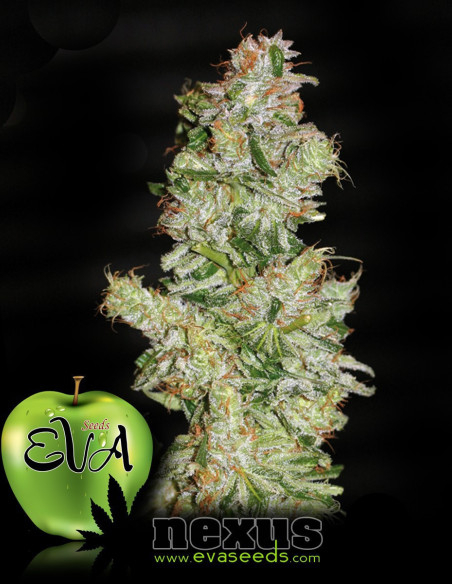 Nexus Feminizowane (Eva Seeds)-Gnomes Garden Shop-GnomesGarden
