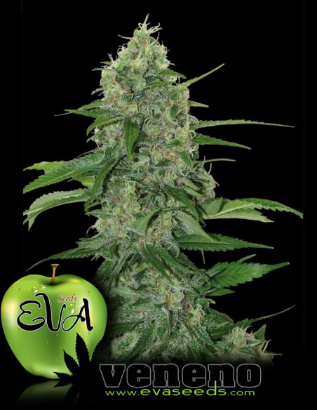 Veneno Feminized (Eva Seeds)--GnomesGarden