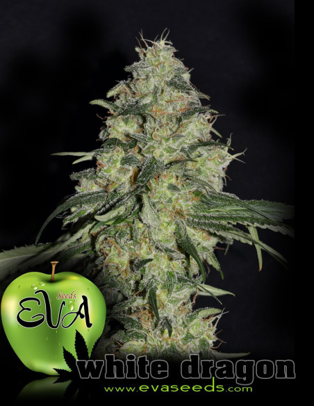 White Dragon Feminized (Eva Seeds)-Gnomes Garden Shop-GnomesGarden