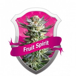 Fruit Spirit Feminizowane (Royal Queen Seeds)