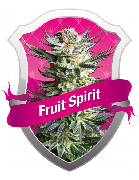 Fruit Spirit Feminized (Royal Queen Seeds)-Royal Queen Seeds-GnomesGarden
