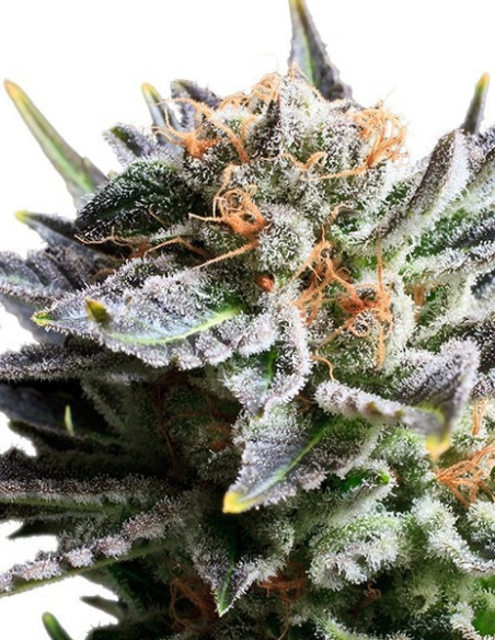Fruit Spirit Feminized (Royal Queen Seeds)-Royal Queen Seeds-GnomesGarden
