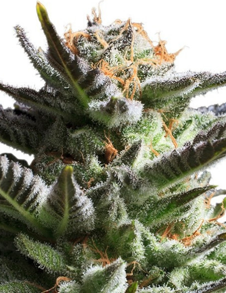Fruit Spirit Feminized (Royal Queen Seeds)-Royal Queen Seeds-GnomesGarden