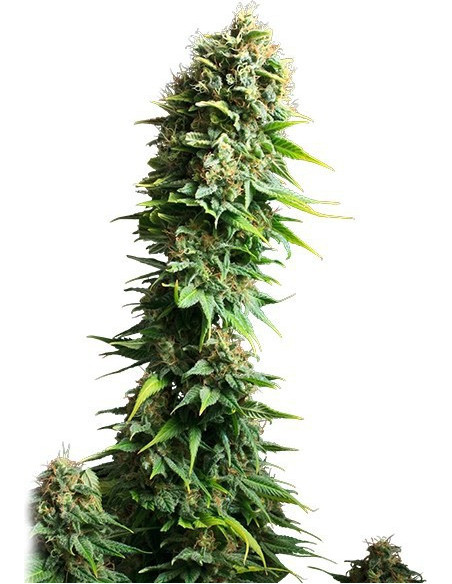 Fruit Spirit Feminized (Royal Queen Seeds)-Royal Queen Seeds-GnomesGarden