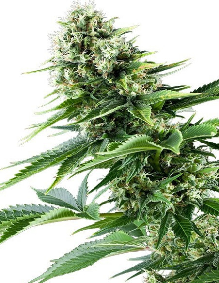 Power Flower Feminizowane (Royal Queen Seeds)-Royal Queen Seeds-GnomesGarden