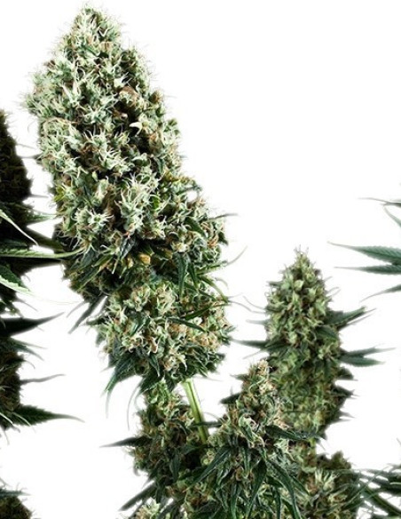 Power Flower Feminizowane (Royal Queen Seeds)-Royal Queen Seeds-GnomesGarden
