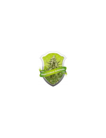 Royal Critical Auto Feminizowane (Royal Queen Seeds)-Royal Queen Seeds-GnomesGarden