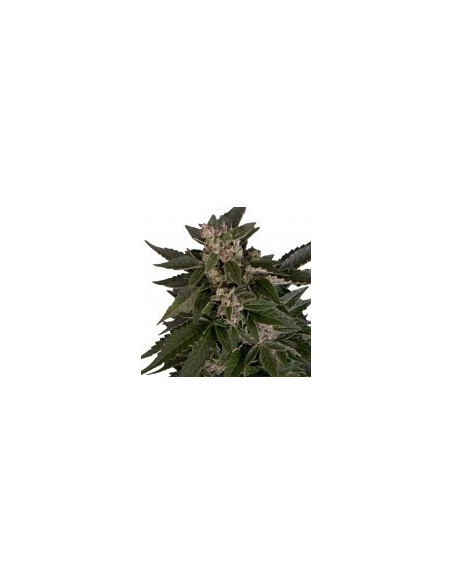Royal Critical Auto Feminizowane (Royal Queen Seeds)-Royal Queen Seeds-GnomesGarden