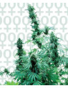 Early Skunk Feminizowane (Sensi Seeds)