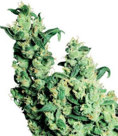 Jack Herer Regulär (Sensi Seeds)