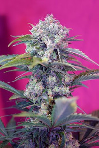 Cream Mandarine Auto Feminisierte (Sweet Seeds)