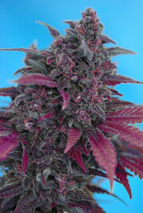 Dark Devil Auto Feminisierte (Sweet Seeds)