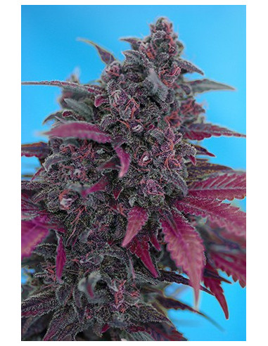 Dark Devil Auto Feminisierte (Sweet Seeds)-Sweet Seeds-GnomesGarden