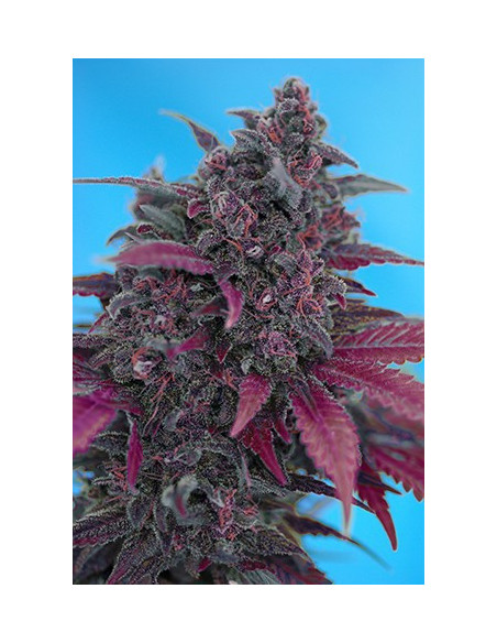 Dark Devil Auto Feminisierte (Sweet Seeds)-Sweet Seeds-GnomesGarden