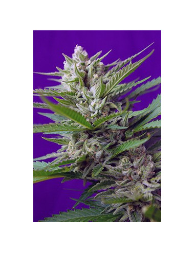 Speed Devil 2 Auto Feminisierte (Sweet Seeds)-Sweet Seeds-GnomesGarden