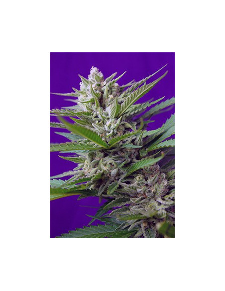 Speed Devil 2 Auto Feminizowane (Sweet Seeds)-Sweet Seeds-GnomesGarden