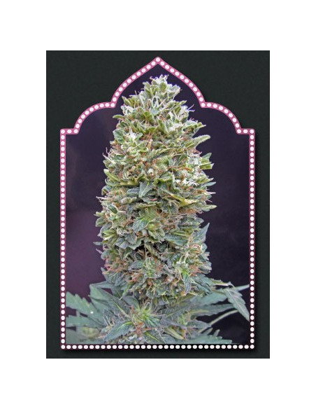 Auto BubbleGum Feminizowane (00 Seeds Bank)-00 Seeds Bank-GnomesGarden