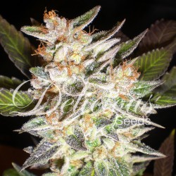 Cheese Candy Auto Feminized (Delicious Seeds)