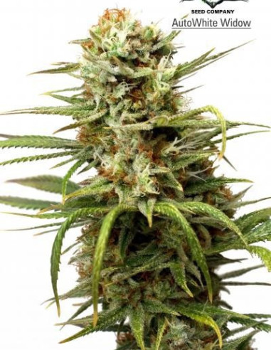 White Widow Auto Feminizovaná (Dutch Passion)-Dutch Passion-GnomesGarden