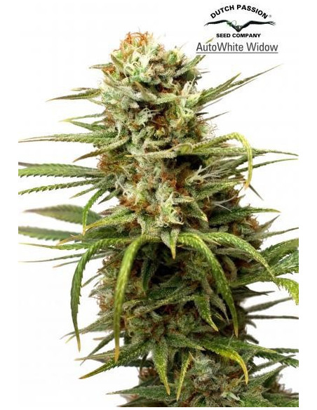White Widow Auto Feminized (Dutch Passion)-Dutch Passion-GnomesGarden