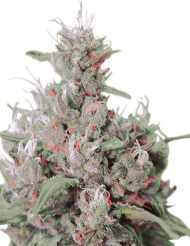 Royal Creamatic Auto Feminized (Royal Queen Seeds) Royal Creamatic Auto Feminized (Royal Queen Seeds)