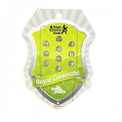 Royal Creamatic Auto Feminized (Royal Queen Seeds)