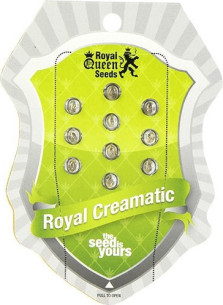 Royal Creamatic Auto Feminizowane (Royal Queen Seeds)