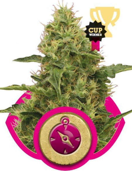 Northern Light  Feminisierte (Royal Queen Seeds)-Royal Queen Seeds-GnomesGarden