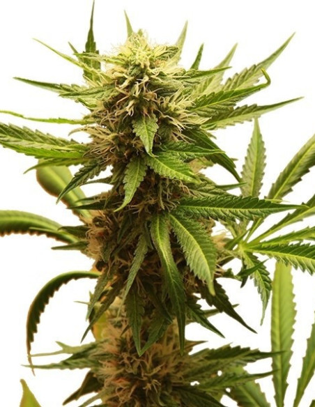 Northern Light Feminized (Royal Queen Seeds)-Royal Queen Seeds-GnomesGarden