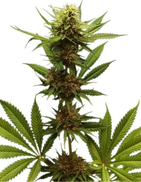 Northern Light Feminizowane (Royal Queen Seeds)-Royal Queen Seeds-GnomesGarden