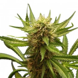 Northern Light Feminized (Royal Queen Seeds)