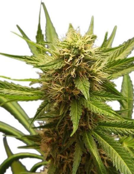 Northern Light Feminizowane (Royal Queen Seeds)-Royal Queen Seeds-GnomesGarden