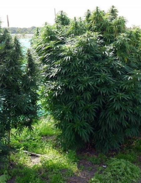 Royal Dane Sativa Regularne (Hybrids From Hell Esbe Seeds)-Hybrids From Hell Esbe seeds-GnomesGarden