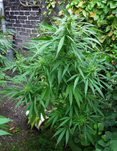 Royal Dane Sativa Regular (Hybrids From Hell Esbe Seeds)-Hybrids From Hell Esbe seeds-GnomesGarden