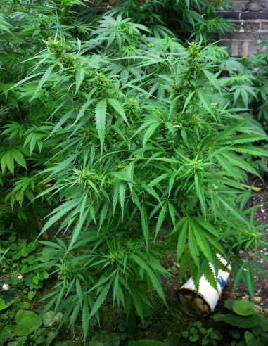 Royal Dane Sativa Regularne (Hybrids From Hell Esbe Seeds)-Hybrids From Hell Esbe seeds-GnomesGarden