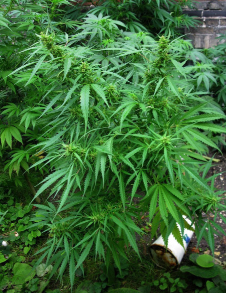 Royal Dane Sativa Regularne (Hybrids From Hell Esbe Seeds)-Hybrids From Hell Esbe seeds-GnomesGarden