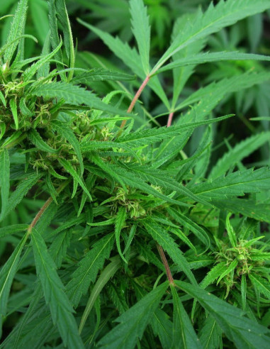 Royal Dane Sativa Regular (Hybrids From Hell Esbe Seeds)-Hybrids From Hell Esbe seeds-GnomesGarden