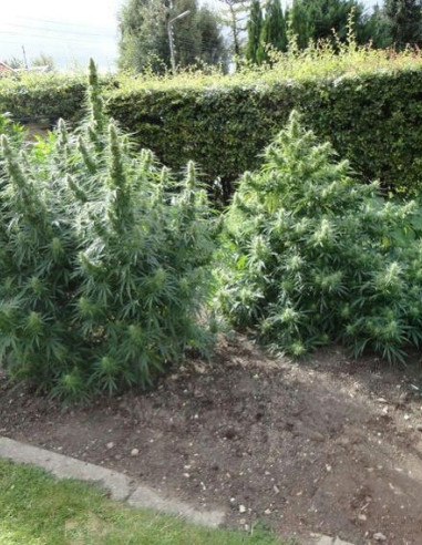 Royal Dane Sativa Regular (Hybrids From Hell Esbe Seeds)-Hybrids From Hell Esbe seeds-GnomesGarden