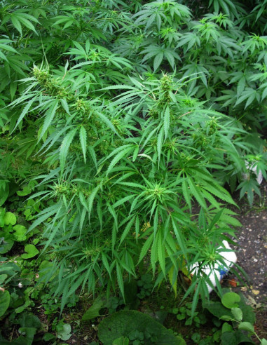 Royal Dane Sativa Regularne (Hybrids From Hell Esbe Seeds)-Hybrids From Hell Esbe seeds-GnomesGarden