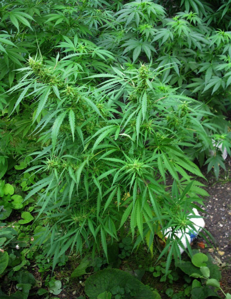 Royal Dane Sativa Regularne (Hybrids From Hell Esbe Seeds)-Hybrids From Hell Esbe seeds-GnomesGarden