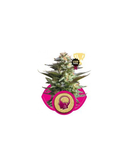 Amnesia Haze Feminized (Royal Queen Seeds)-Royal Queen Seeds-GnomesGarden