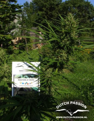 Passion 1 Regulär (Dutch Passion)-Dutch Passion-GnomesGarden