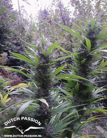 Passion 1 Regular (Dutch Passion)-Dutch Passion-GnomesGarden